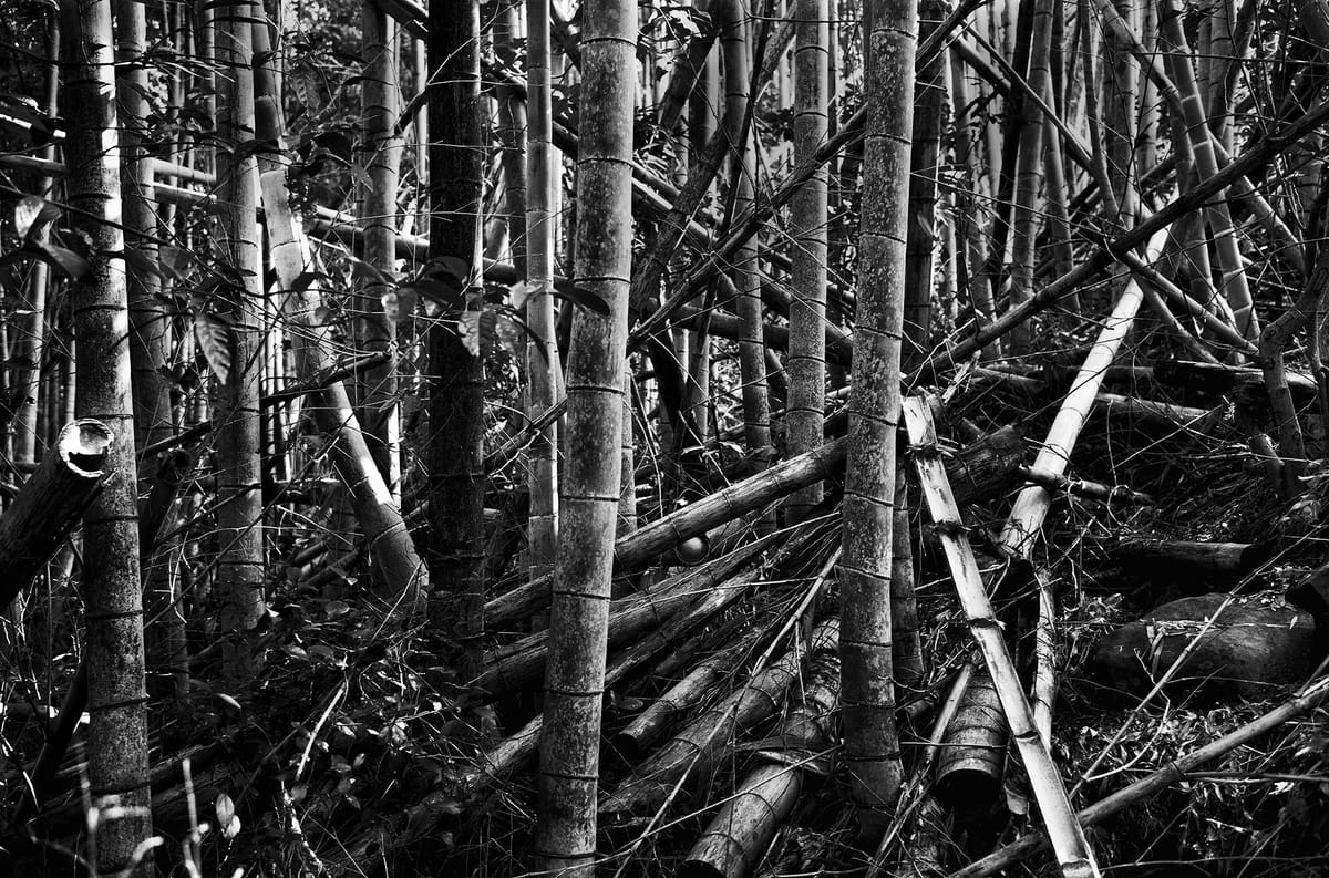 Chaos is the Organization