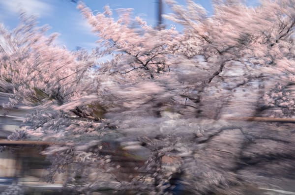 桜風 : Cherry Blossom Wind