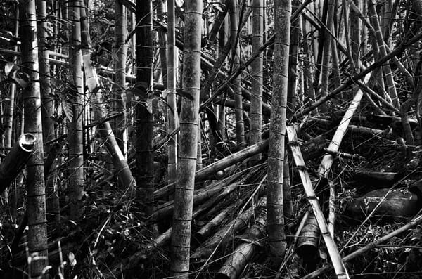 Chaos is the Organization